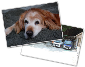 わが社の愛犬「テツハル」